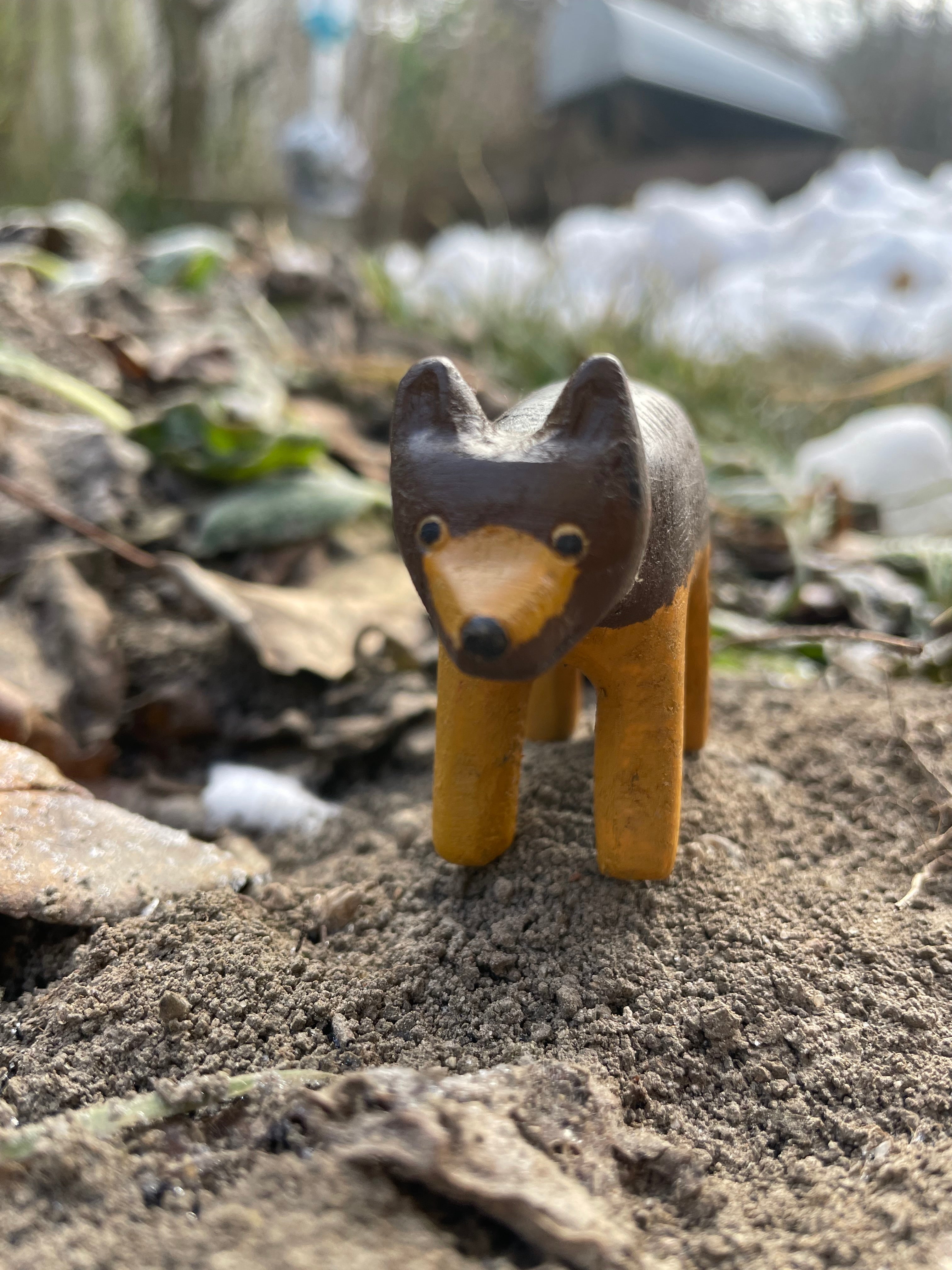 Coyote