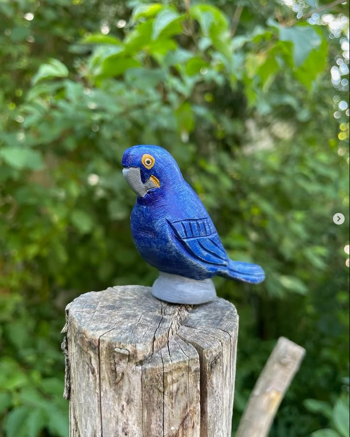Hyacinth Macaw