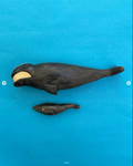Northern right whale cow with calf